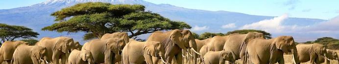 Elephants below Kilimanjaro, Amboseli