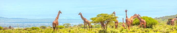 Giraffes on the plains, Kenya