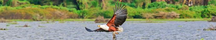 African fish eagle, Lake Naivasha