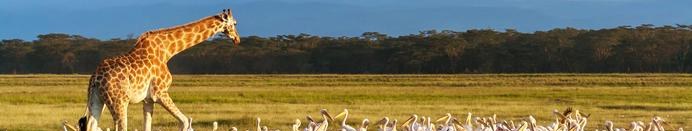 Rothschild giraffe and pelicans, Lake Nakuru
