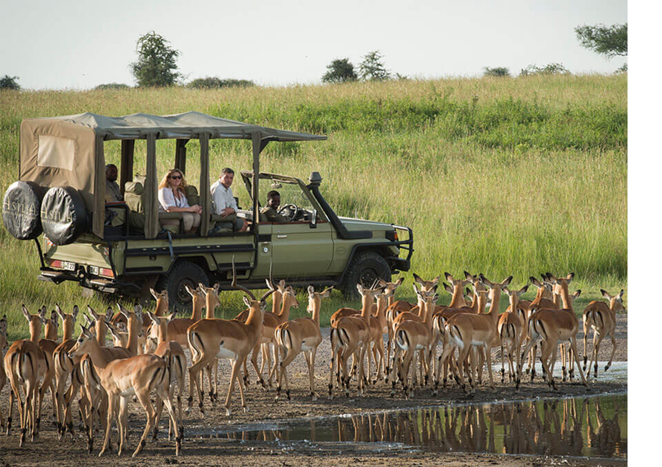 Selous, Mikumi & Ruaha Safari