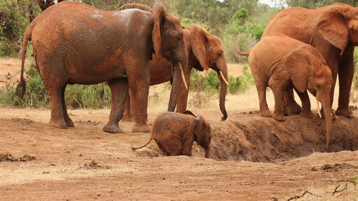 5 Days Tsavo West Budget Southern Circuit (Long)