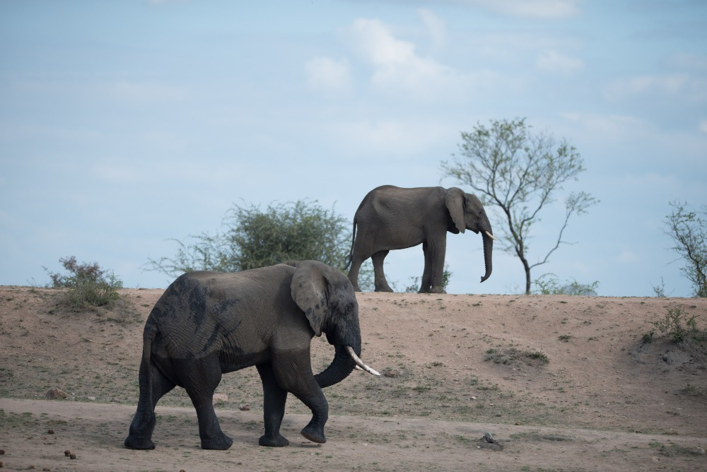 Amboseli Mara Safari