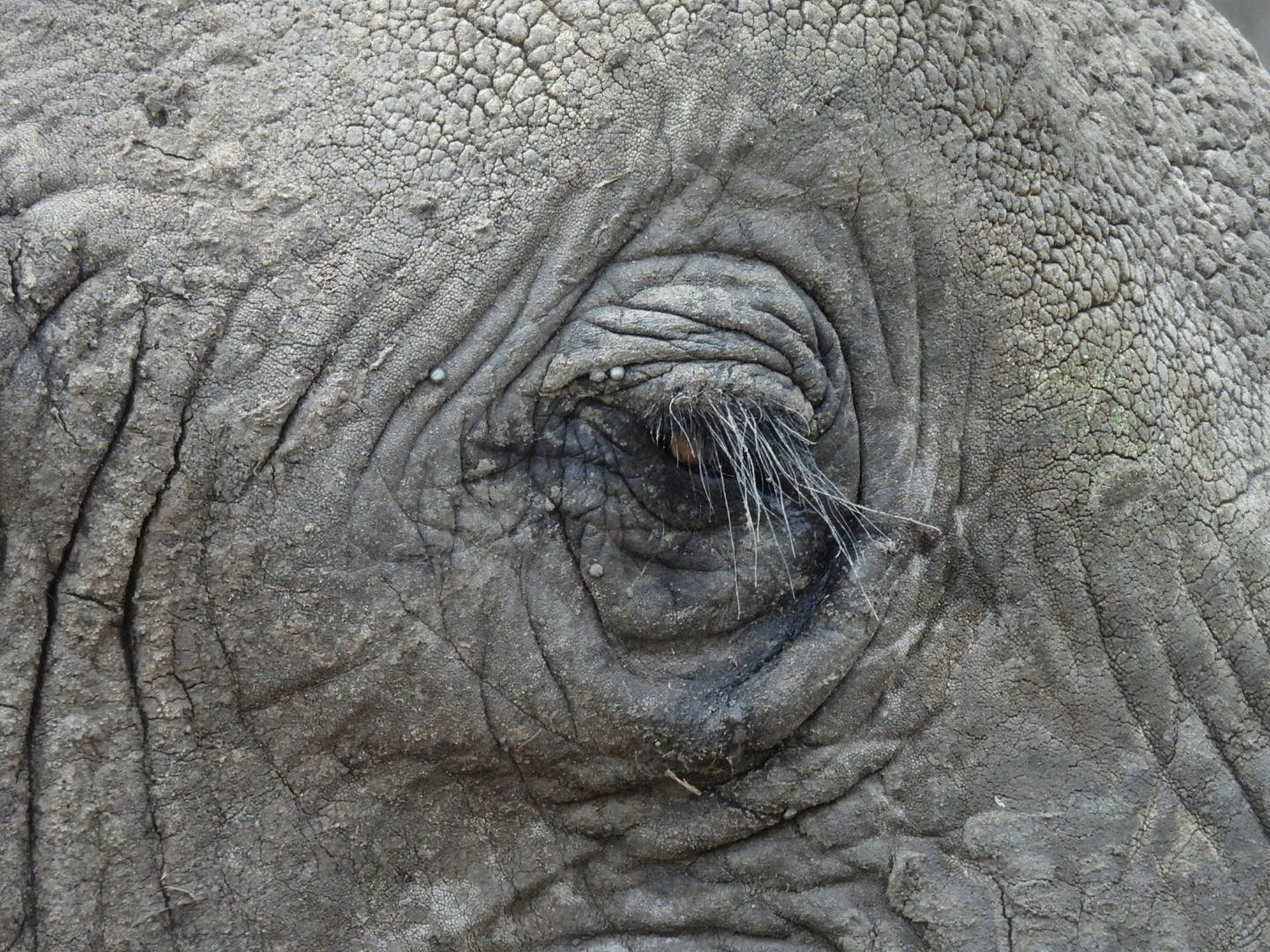 Elephant eye, close detail