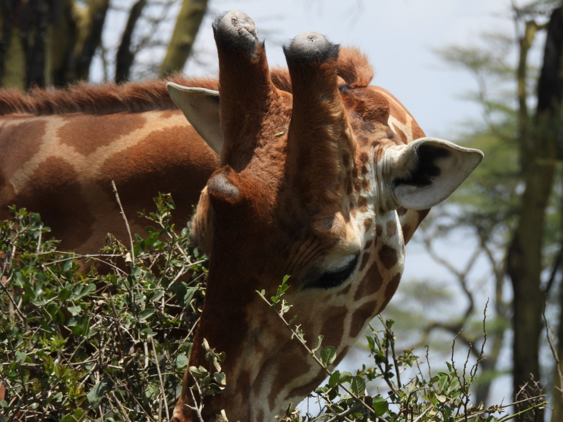 Giraffe browsing, close detail
