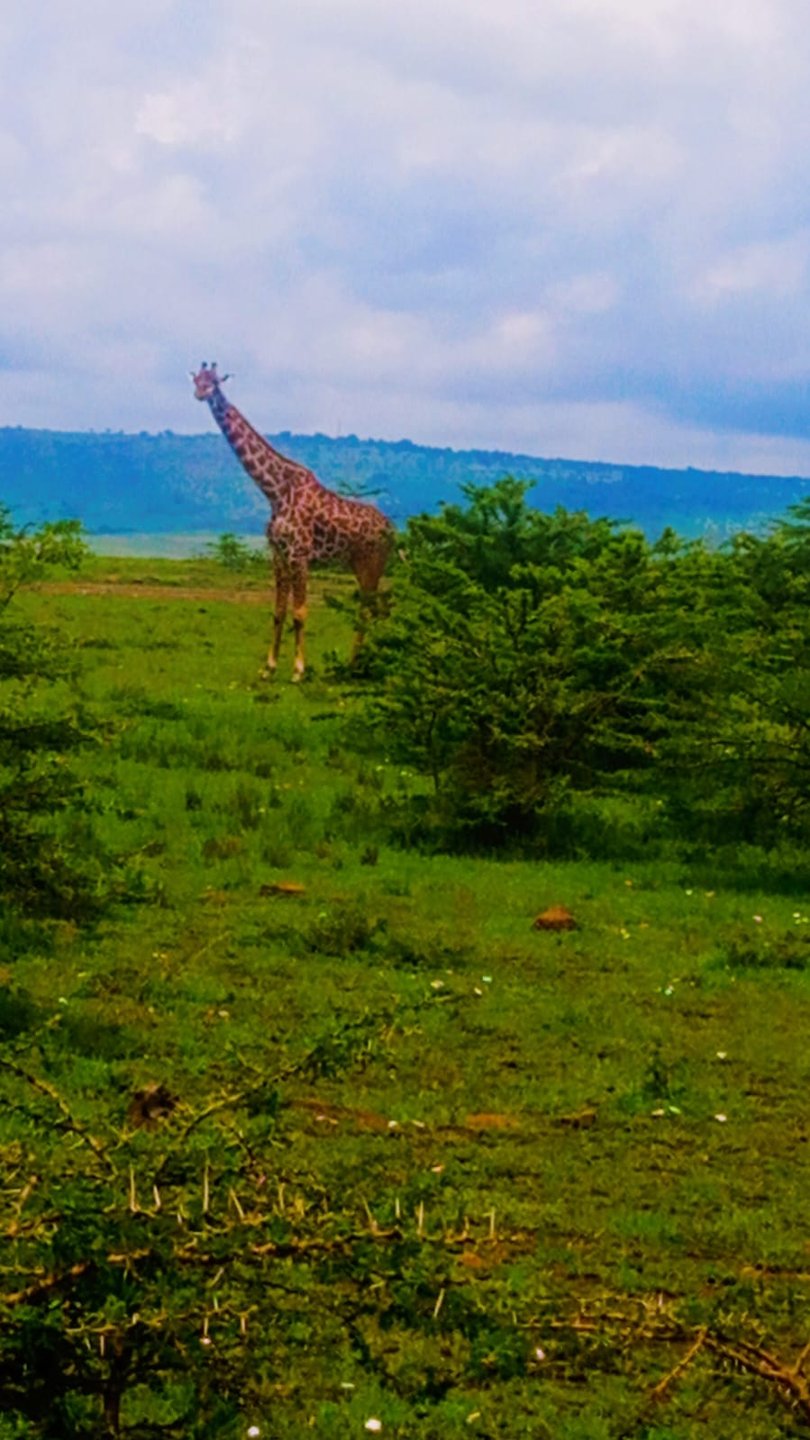 Giraffe on the plain