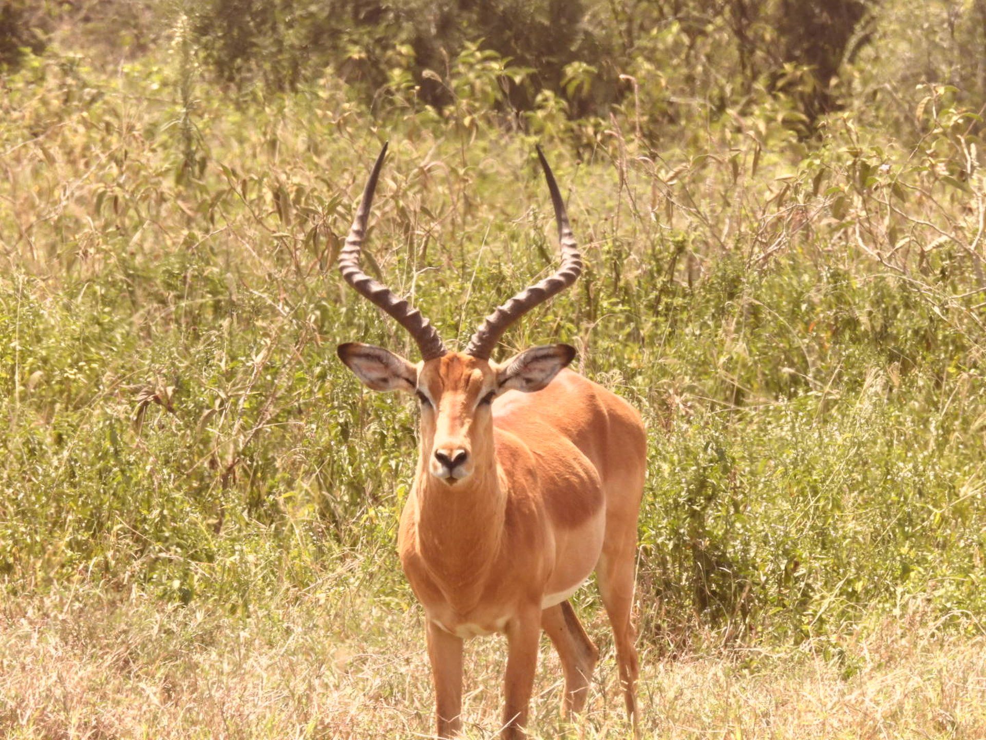 Impala ram