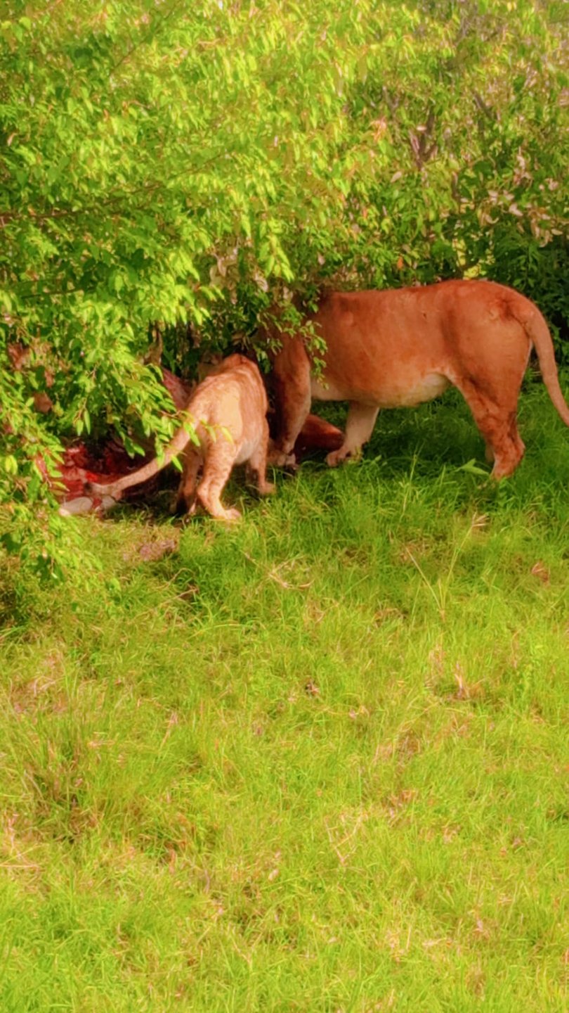 Lioness and cub feeding on a kill