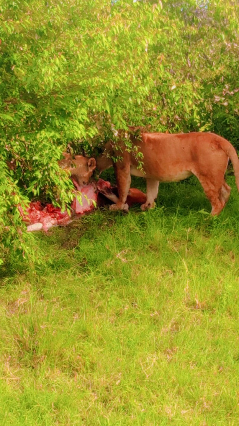 Lions feeding, close view
