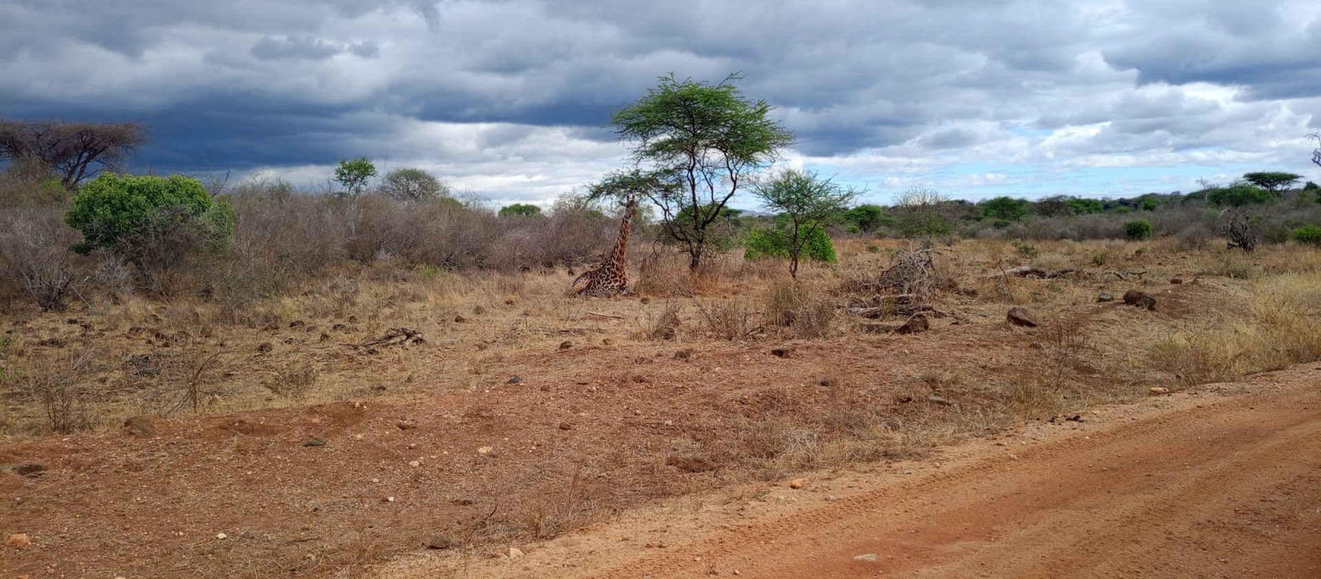 Giraffe resting under an acacia tree