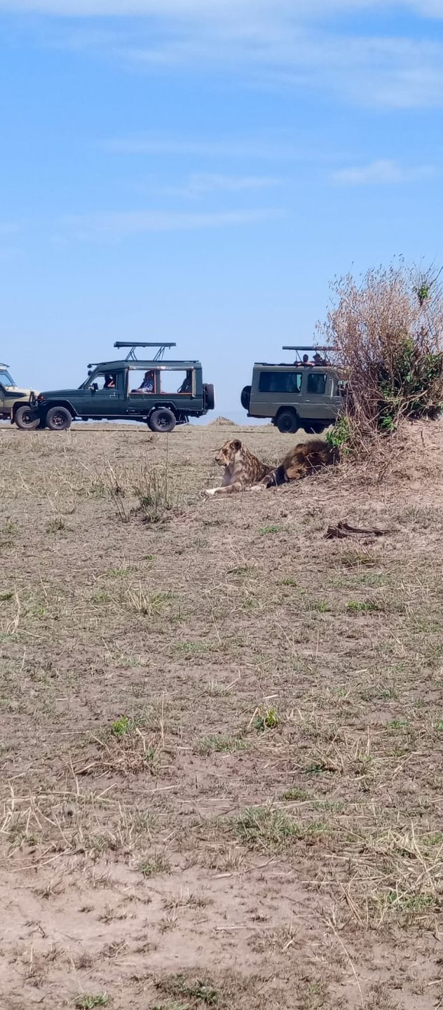 Lions resting as safari vehicles look on