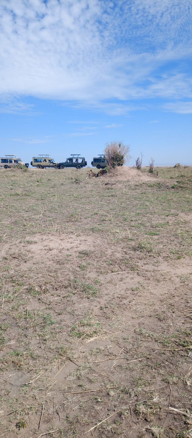 Lion pride with safari vehicles nearby
