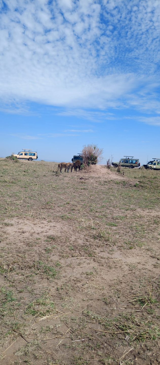 Lions and safari vehicles on the plain