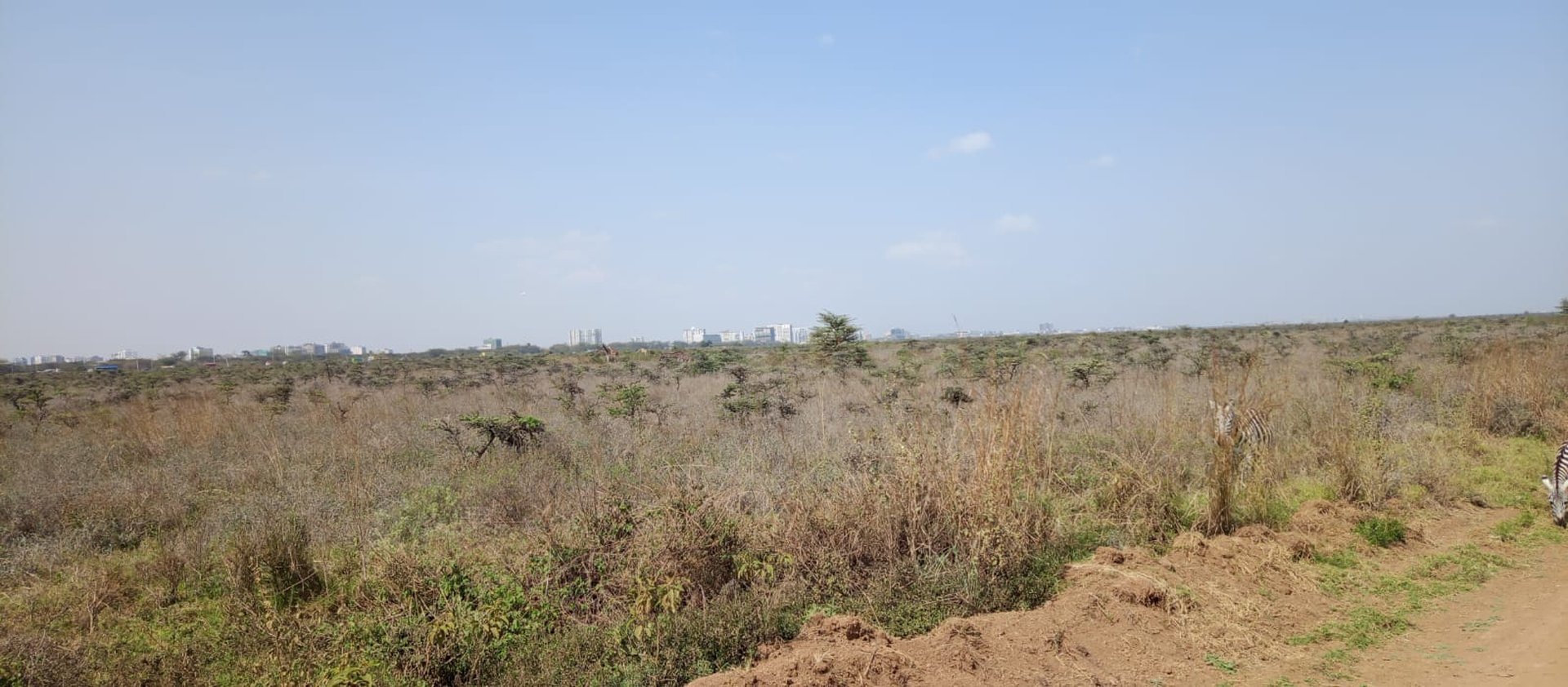 Nairobi National Park with the city skyline on the horizon