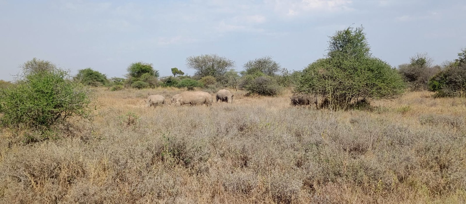Wildebeest herd on the plain