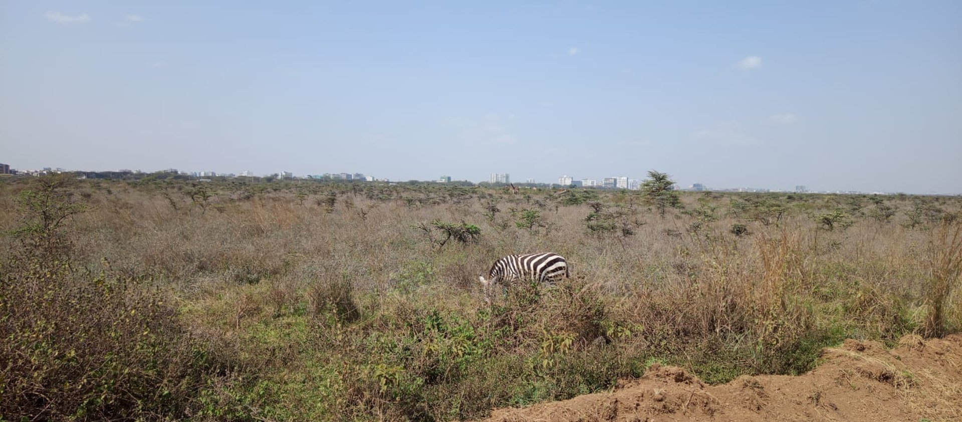 Zebra grazing with the Nairobi skyline behind