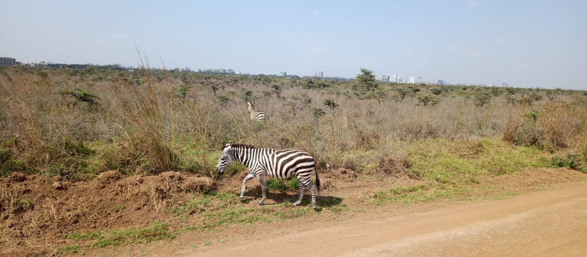 Zebras and giraffe along the park road