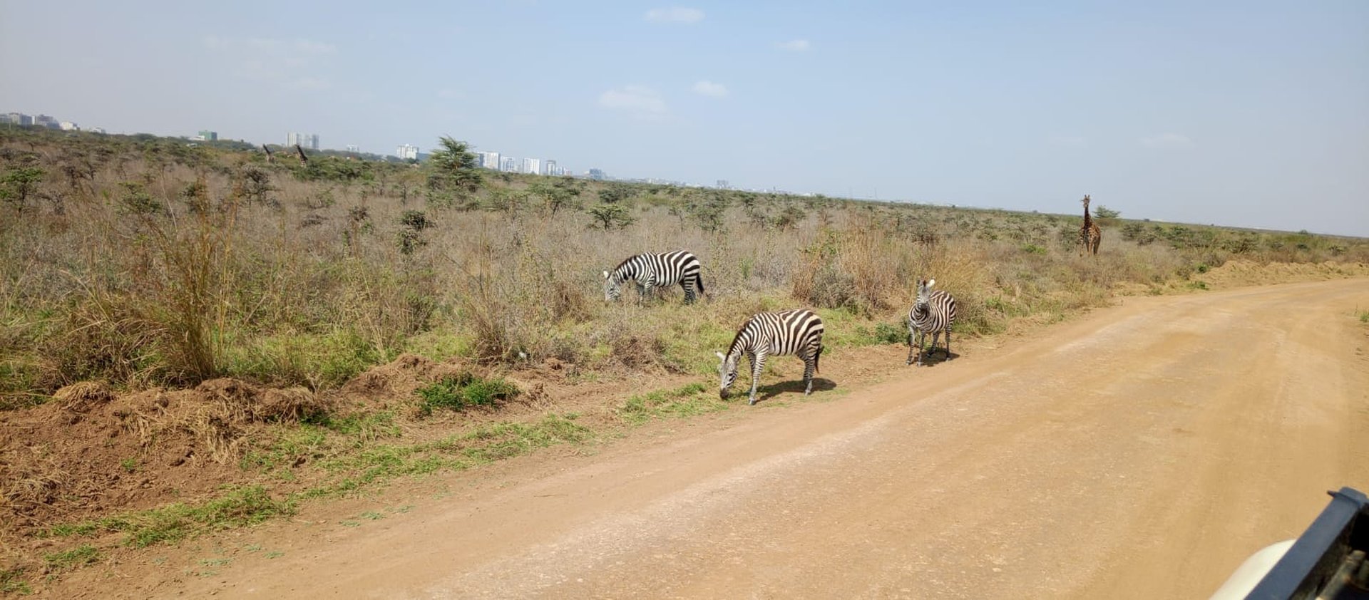 Zebras grazing with the Nairobi skyline behind