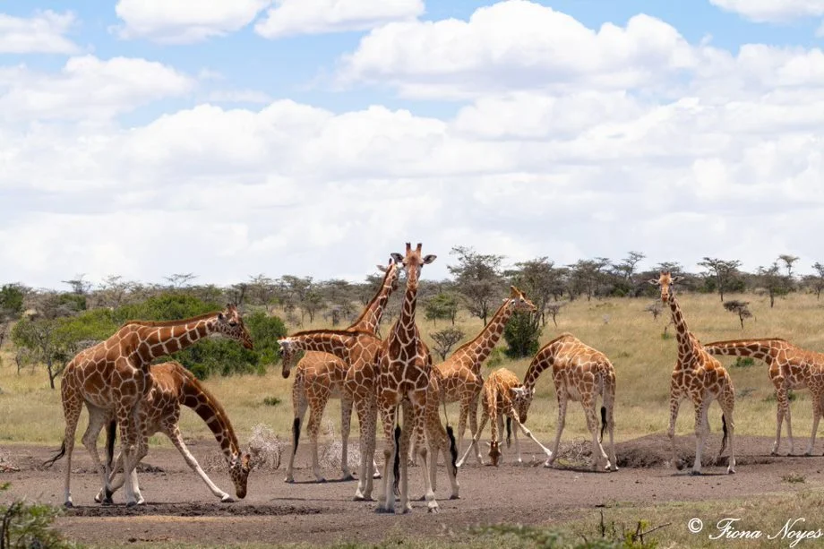 3 Days Ol Pajeta Conservancy