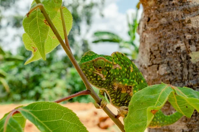 3 Days Taita Hills Conservancy Trip