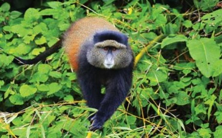 Golden monkey in the forest foliage, Volcanoes National Park