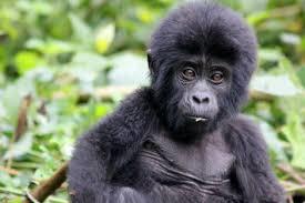 Young mountain gorilla, Volcanoes National Park