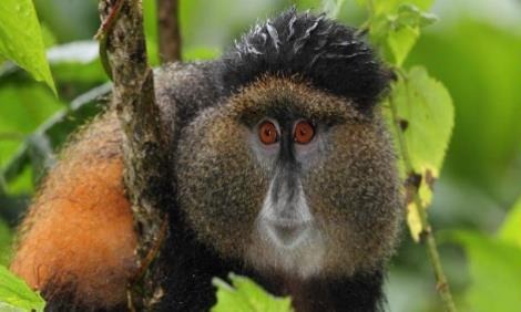 Golden monkey, Volcanoes National Park