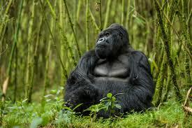Silverback mountain gorilla in the bamboo, Volcanoes National Park