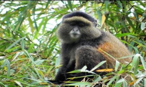 Golden monkey in the bamboo, Volcanoes National Park