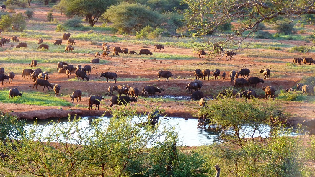 Tsavo West Standard