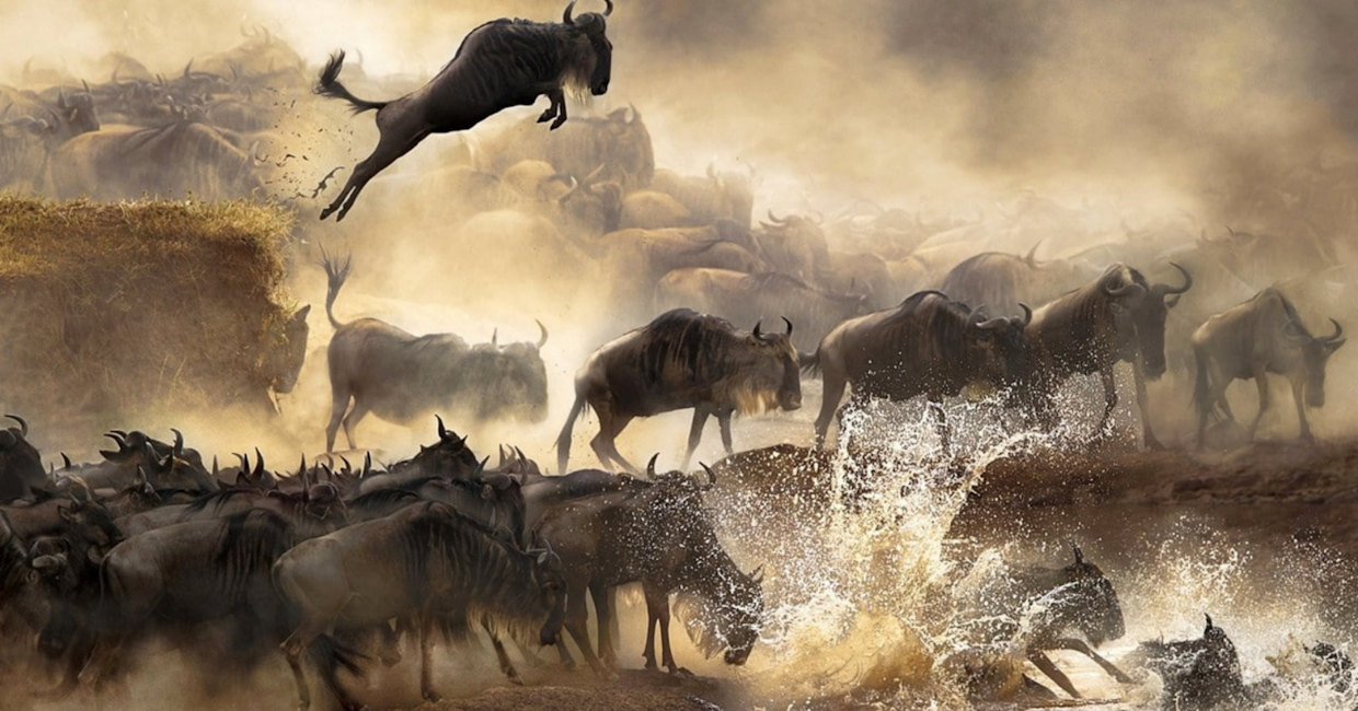 Wildebeest crossing the Mara River