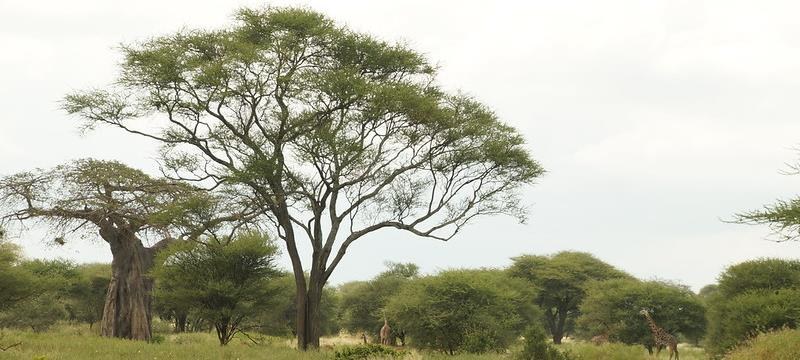 Baobab trees, Tarangire