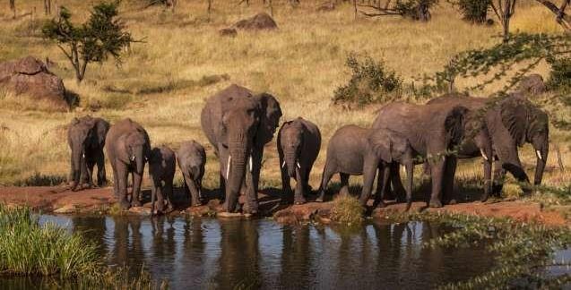 Elephants at a waterhole, Tarangire National Park