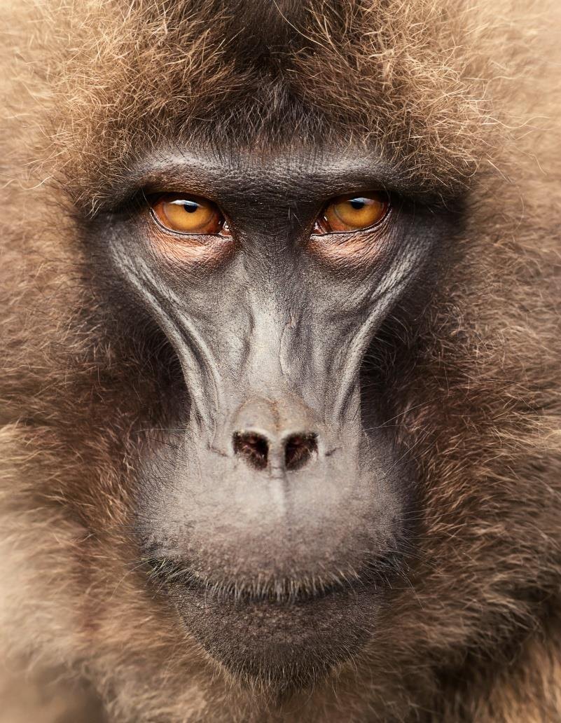 Gelada baboon, Simien Mountains