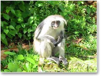 Zanzibar red colobus monkey, Jozani Forest
