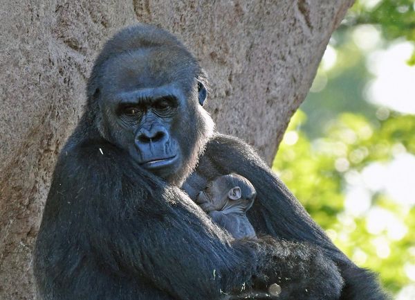 5 Days Gorillas & Chimps in the Mist