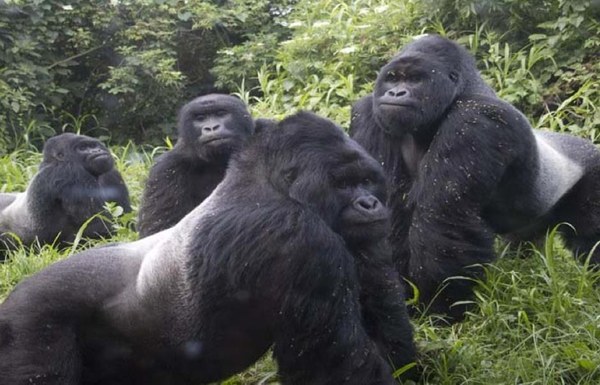 Gorillas in the Mist