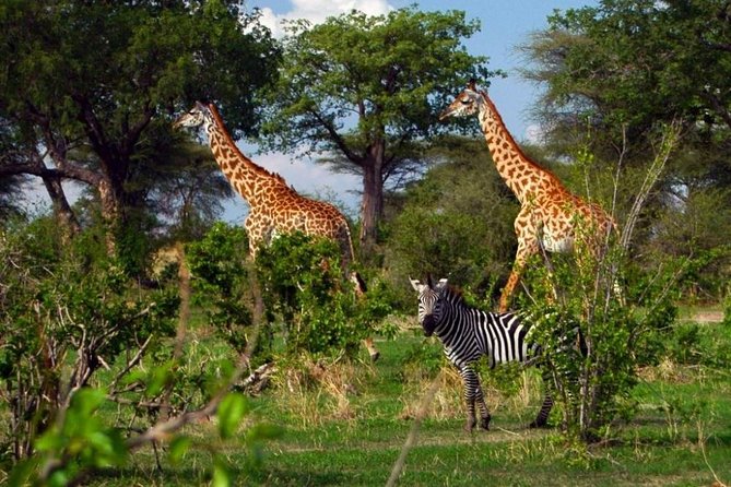 Fly In Selous Safari & Ruaha