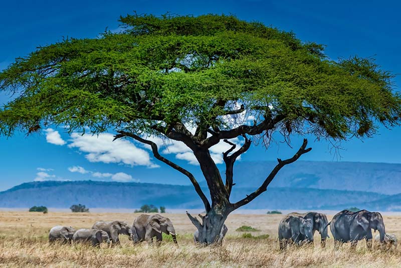 Safari Equator