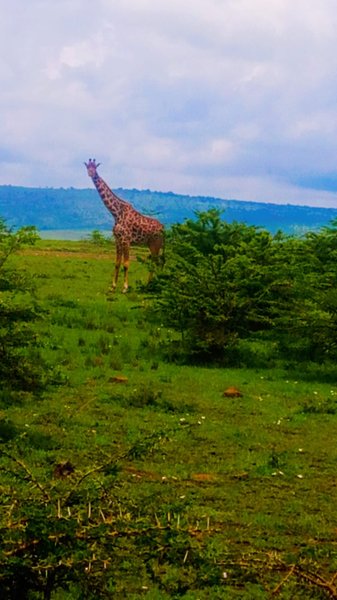 Highlights Safari Kenya