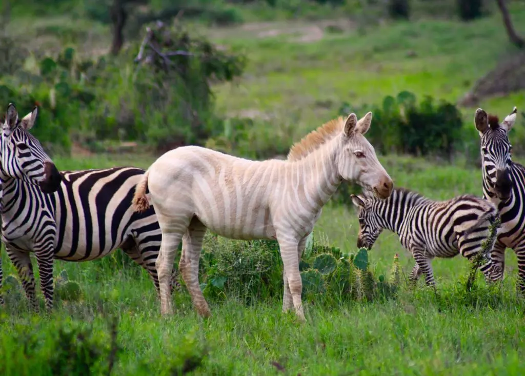 3 Days Loisaba Wildlife Conservancy