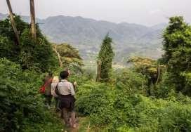 Fly In Gorilla Safari - Uganda 4 Star