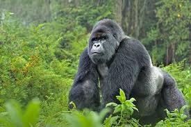 Gorilla Safari Rwanda - Luxe