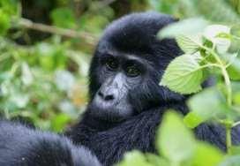 Fly In Gorilla Safari - Uganda Luxe