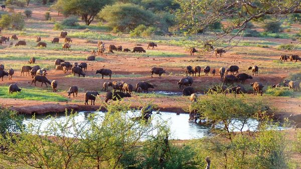 Tsavo West Standard