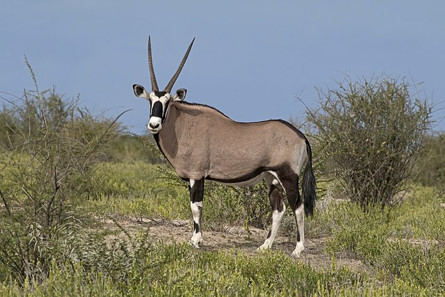 Gemsbok Signature Safari