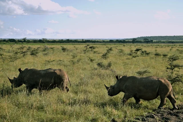 1 Day Nairobi National Park
