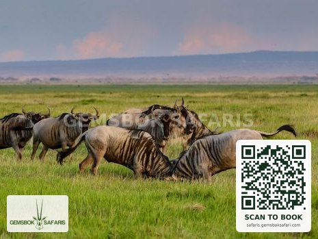 East African Safari