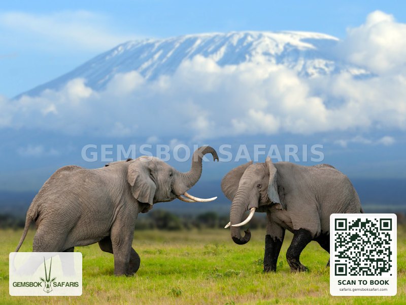 Amboseli Safari