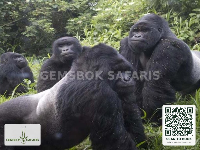 Gorilla Trekking